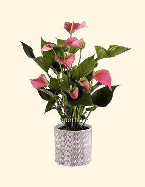 Pianta Anturium rosa