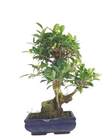 Pianta di bonsai Ficus Ginseng.